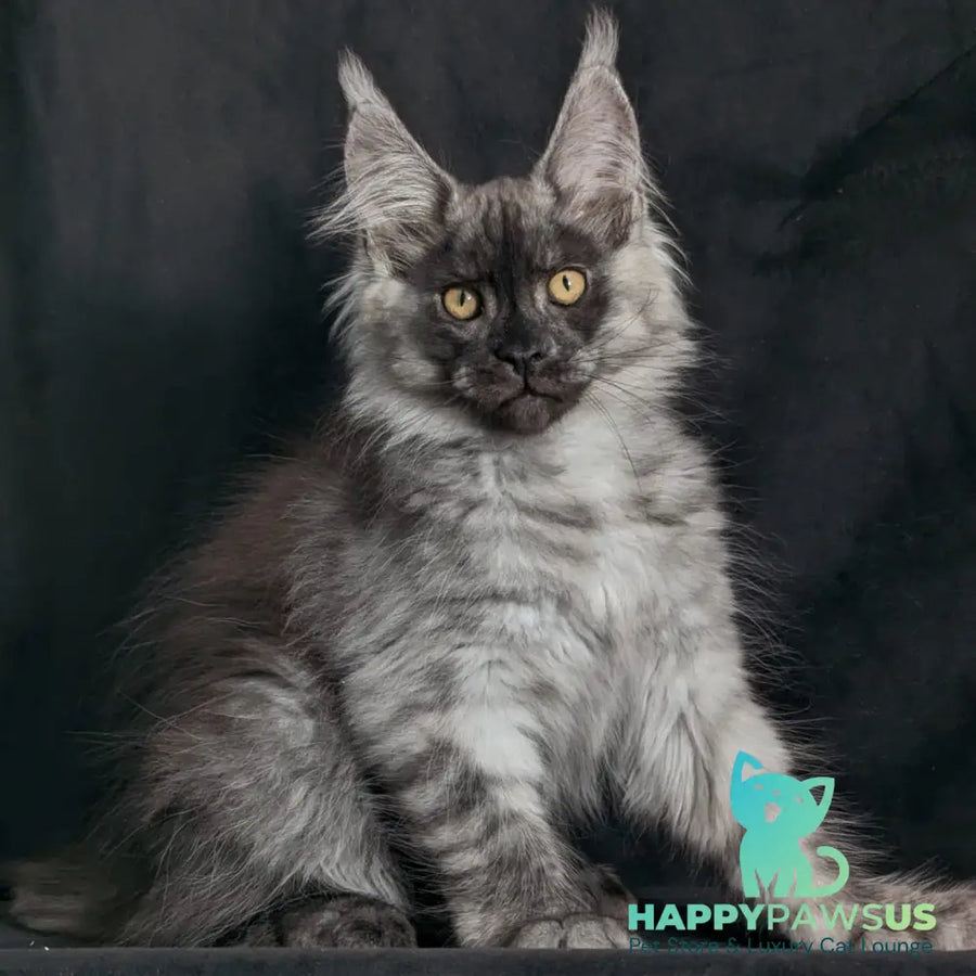Zevs Maine Coon male black silver - live animals