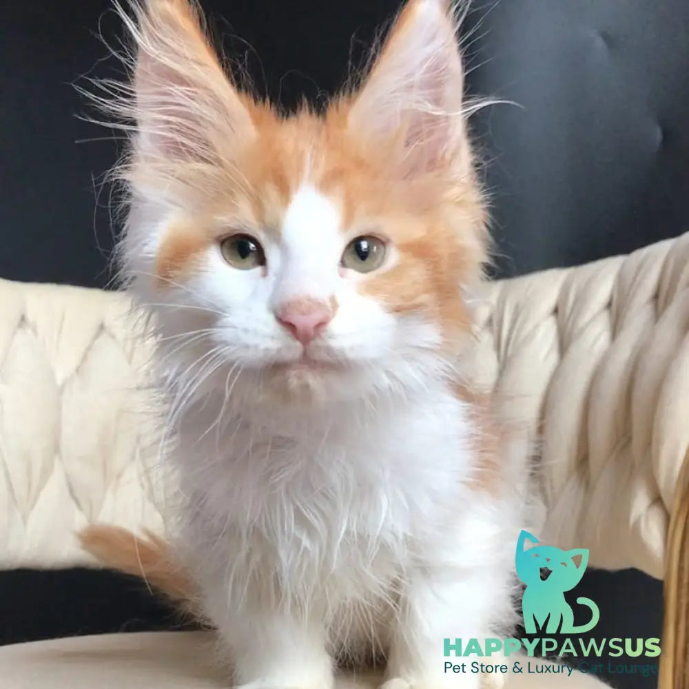 Zevs Maine Coon male red tabby bicolour - live animals