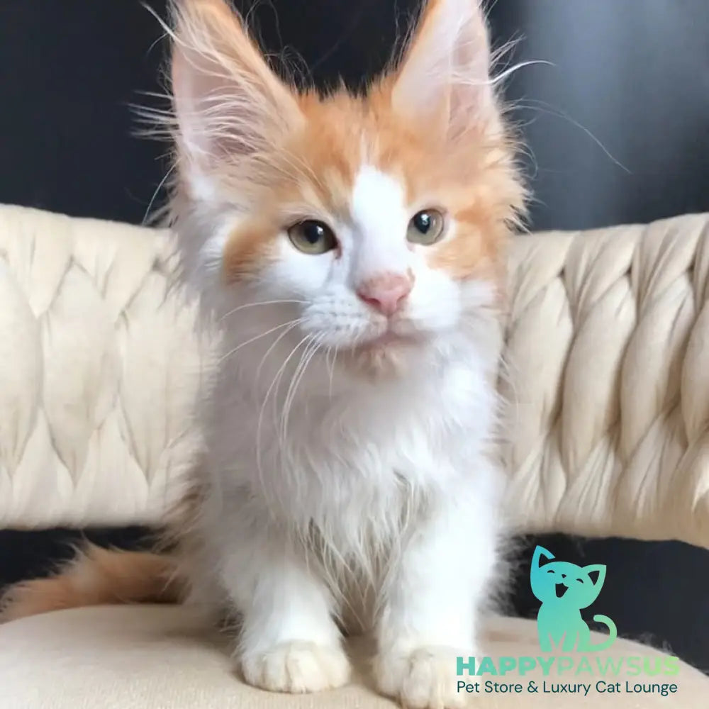 Zevs Maine Coon male red tabby bicolour - live animals