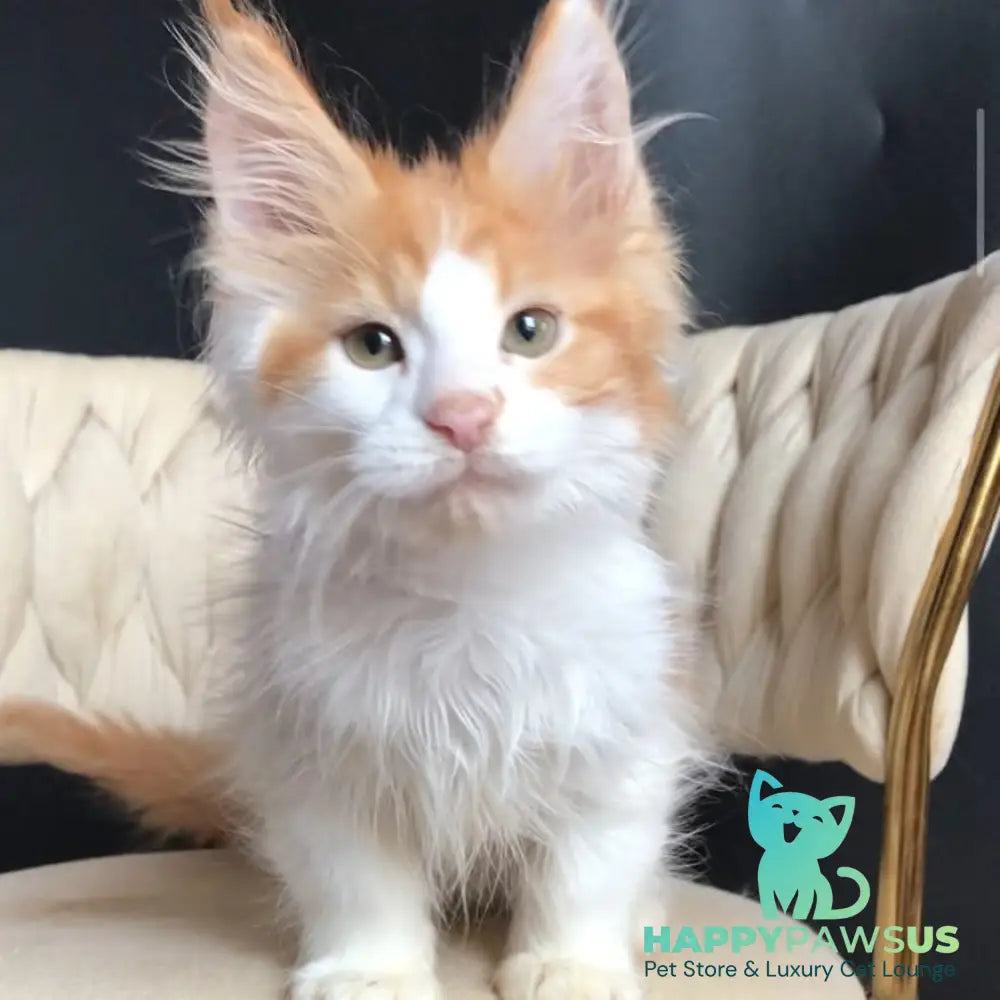 Zevs Maine Coon male red tabby bicolour - live animals