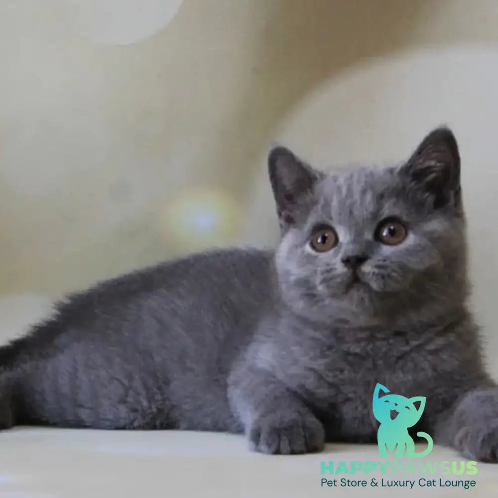 Zeya British Shorthair female blue - live animals