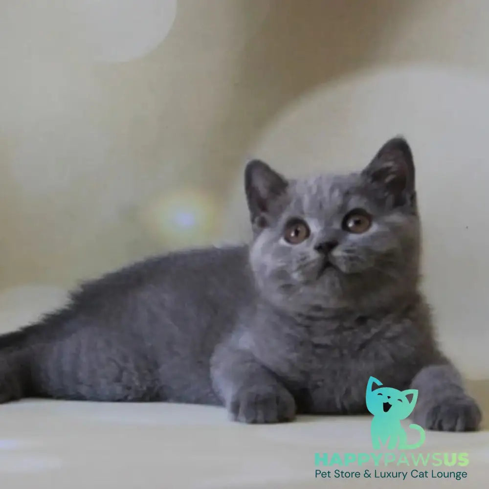 Zeya British Shorthair female blue - live animals