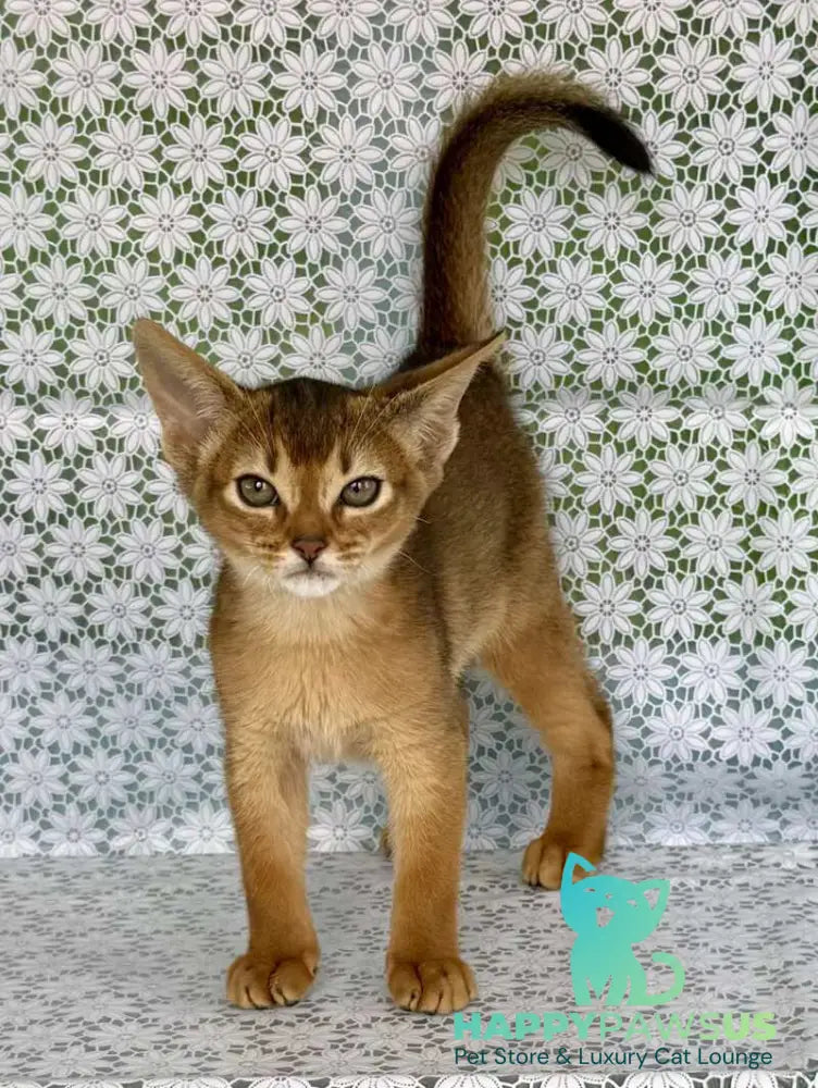Zhaklin Abyssinian female ruddy - live animals