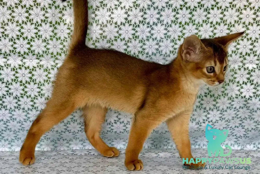 Zhaklin Abyssinian female ruddy - live animals