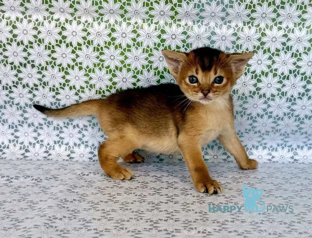 Zhaklin Abyssinian female ruddy - live animals