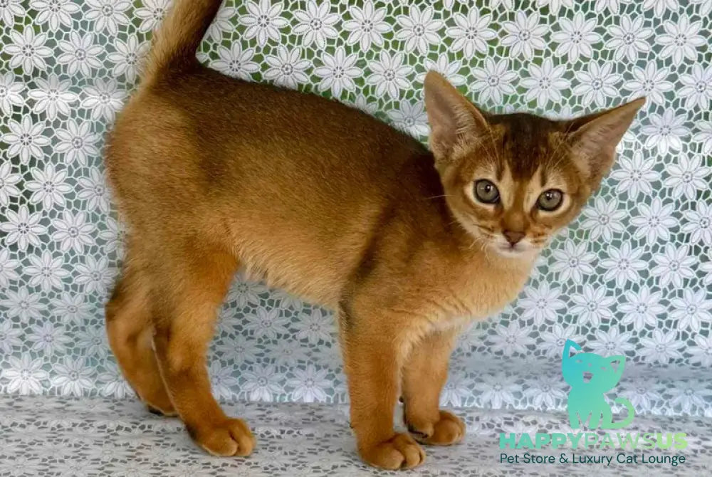 Zhaklin Abyssinian female ruddy - live animals