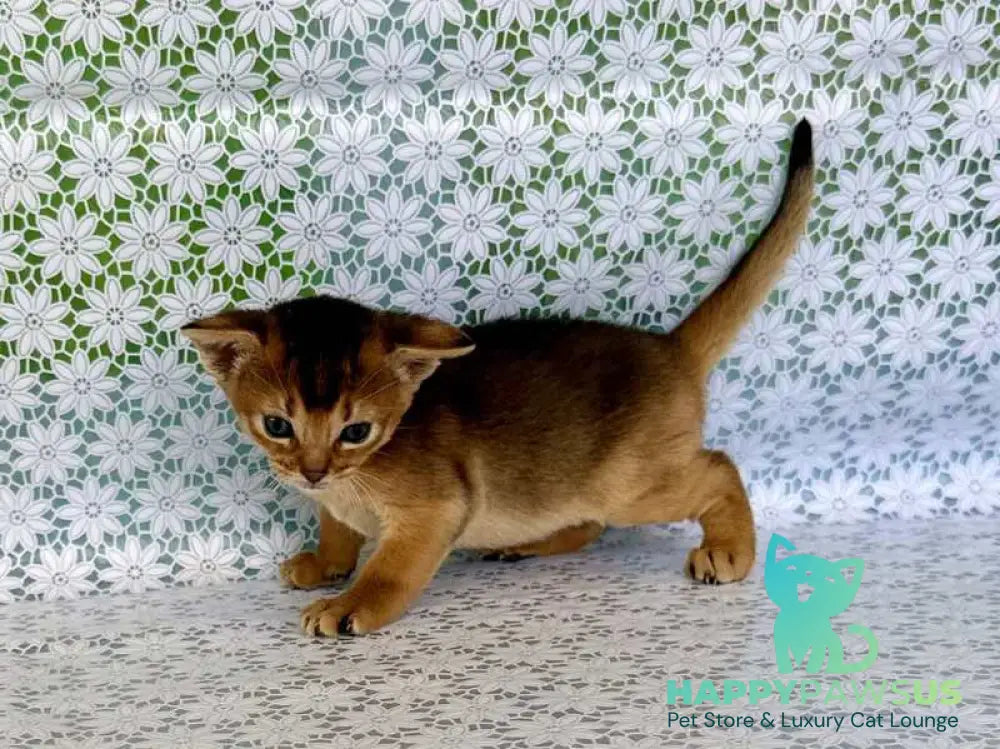 Zhaklin Abyssinian female ruddy - live animals