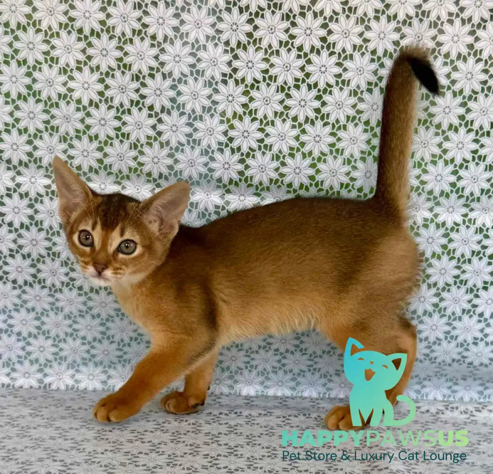 Zhaklin Abyssinian female ruddy - live animals