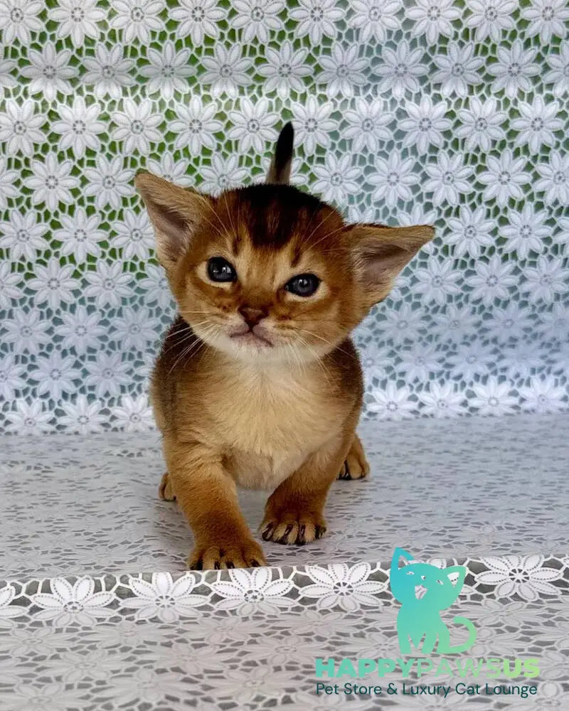 Zhaklin Abyssinian female ruddy - live animals