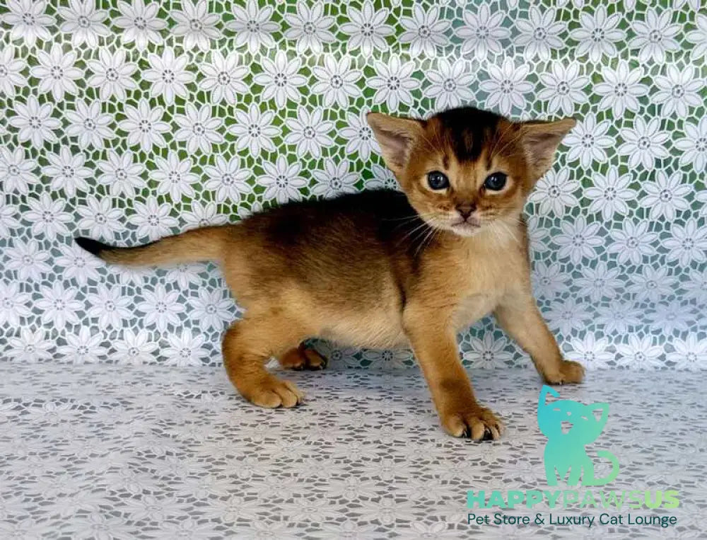 Zhaklin Abyssinian female ruddy - live animals