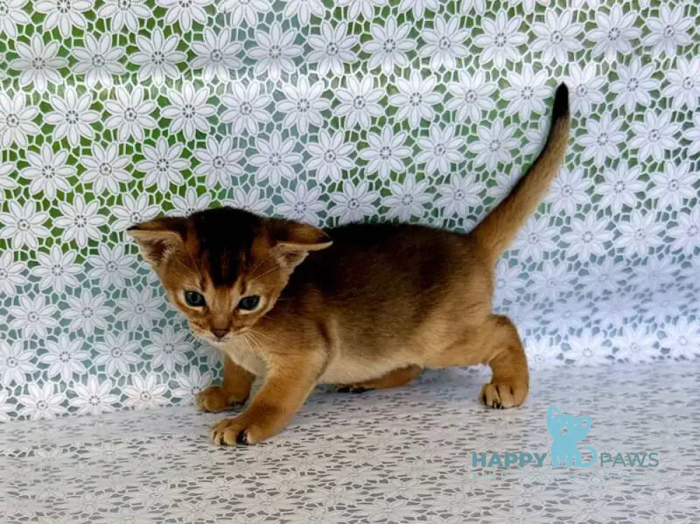 Zhaklin Abyssinian female ruddy - live animals