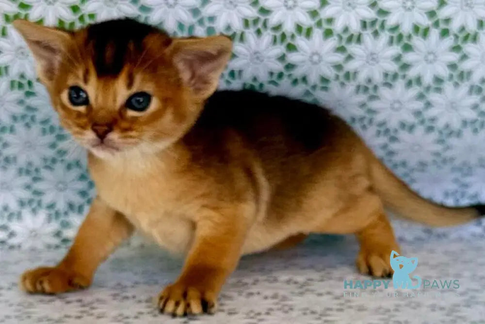 Zhaklin Abyssinian female ruddy - live animals