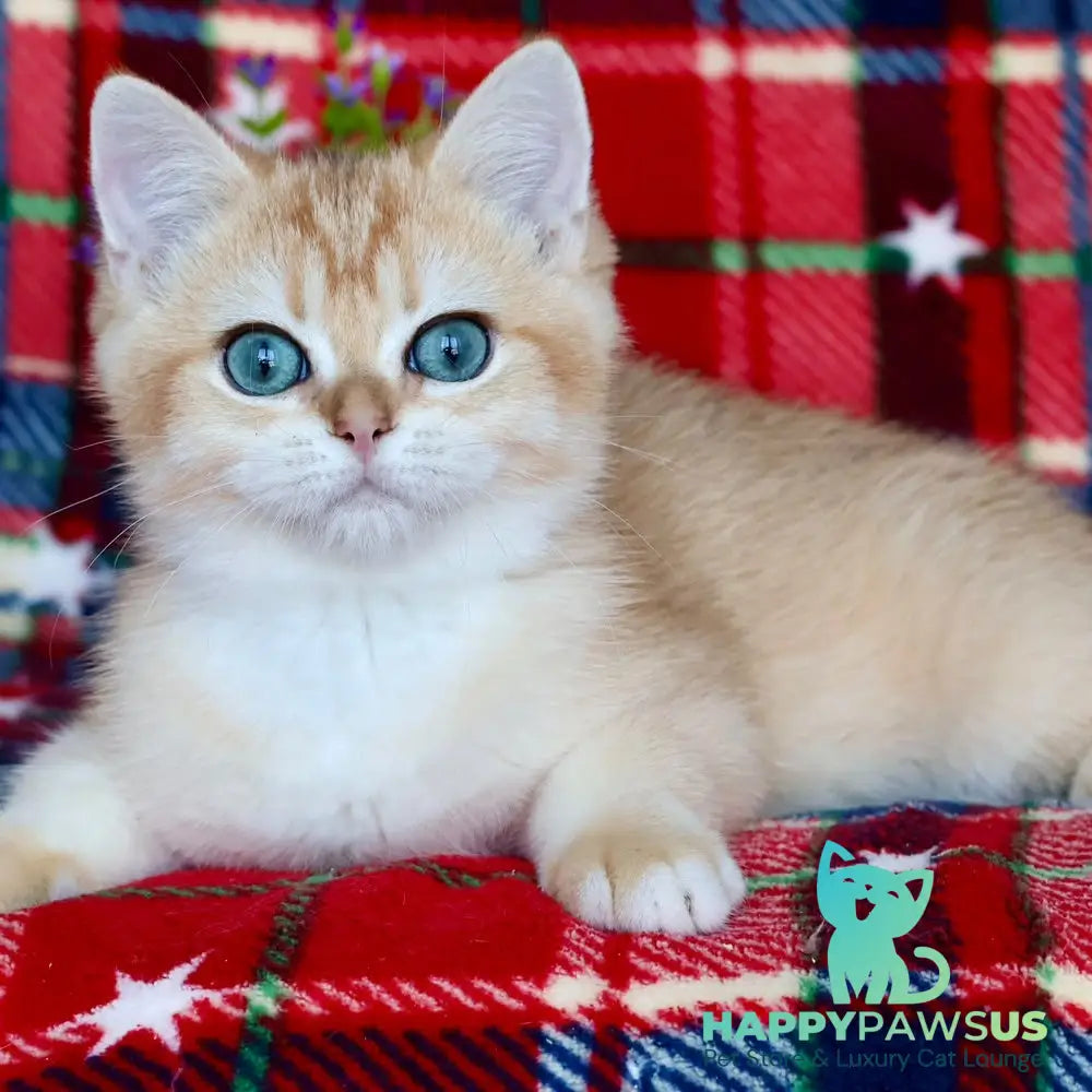 Zhalli British Shorthair female black golden chinchilla - live animals