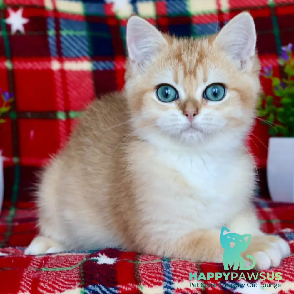 Zhalli British Shorthair female black golden chinchilla - live animals