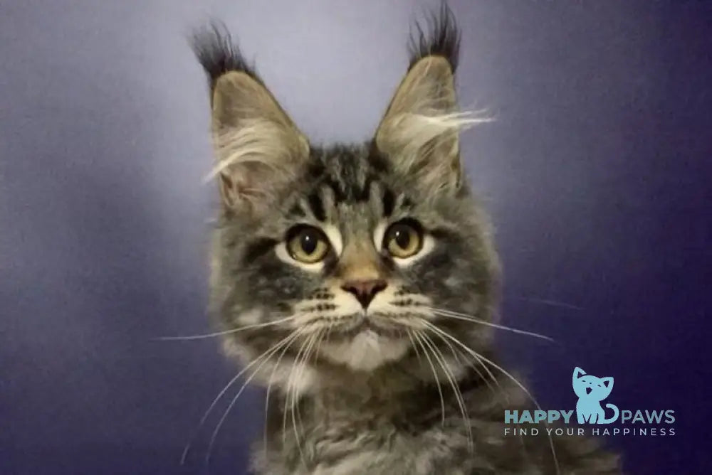 Zhan Maine Coon polydactyl male black tabby live animals