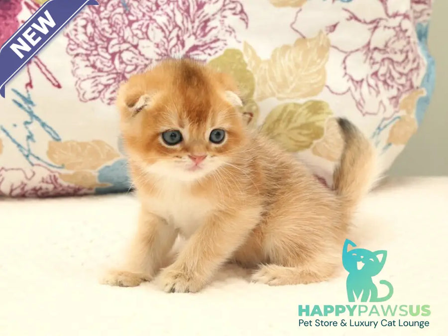 Zhan Scottish Fold male black golden shaded - live animals