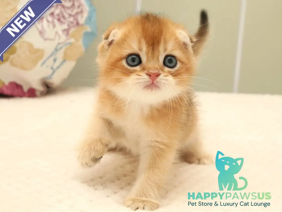 Zhan Scottish Fold male black golden shaded - live animals