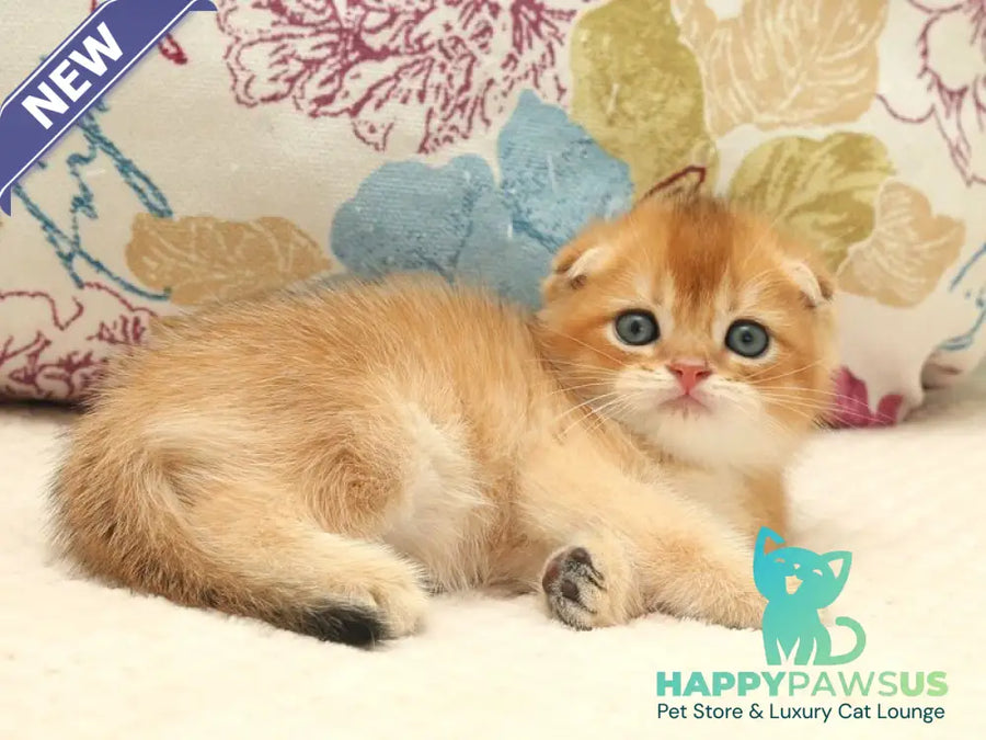 Zhan Scottish Fold male black golden shaded - live animals