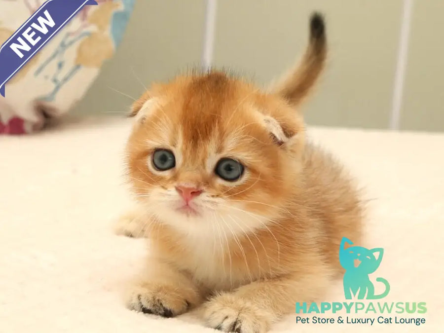 Zhan Scottish Fold male black golden shaded - live animals