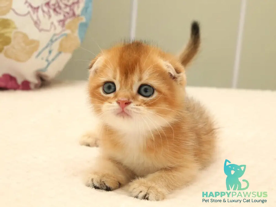 Zhan Scottish Fold male black golden shaded - live animals