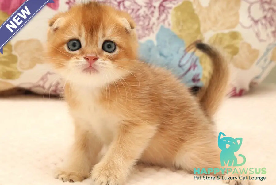 Zhan Scottish Fold male black golden shaded - live animals