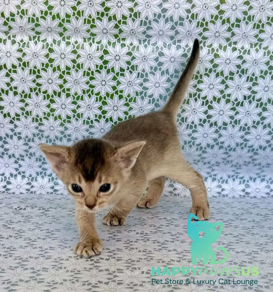 Zhasmin Abyssinian female blue - live animals