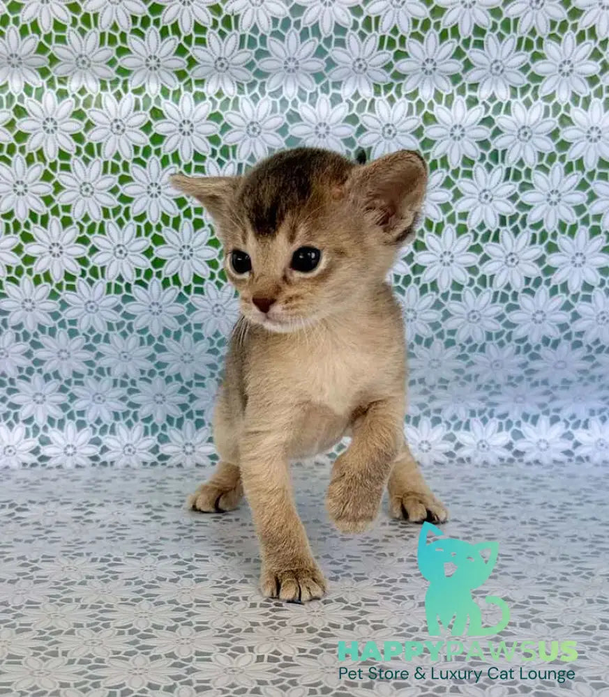 Zhasmin Abyssinian female blue - live animals