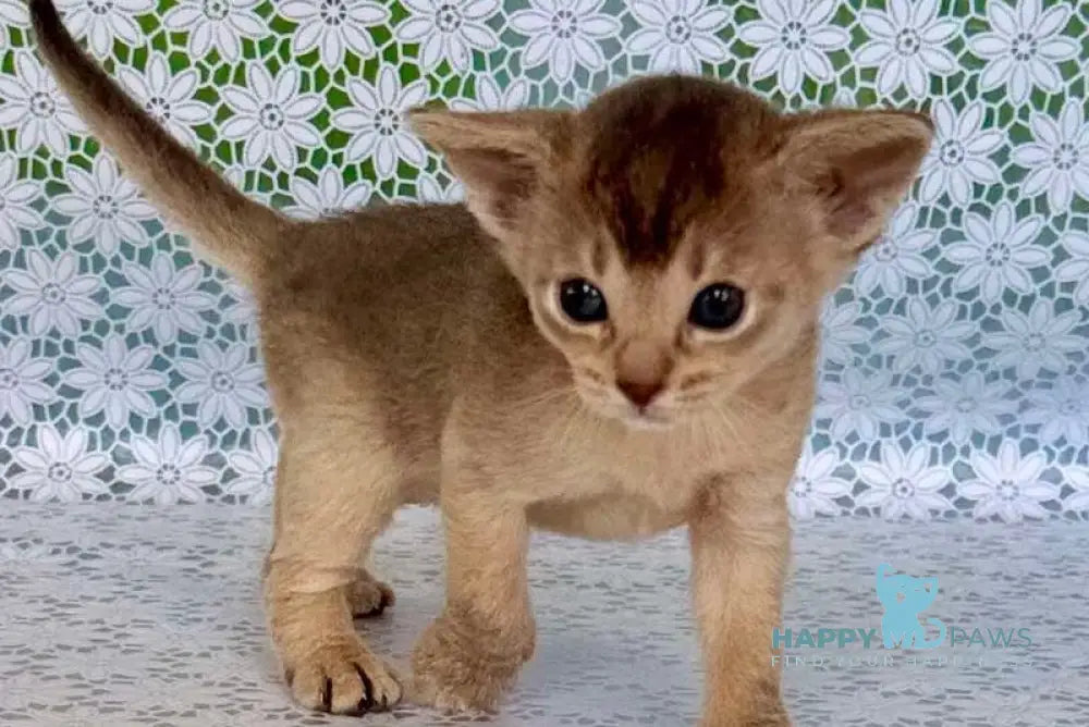 Zhasmin Abyssinian female blue - live animals