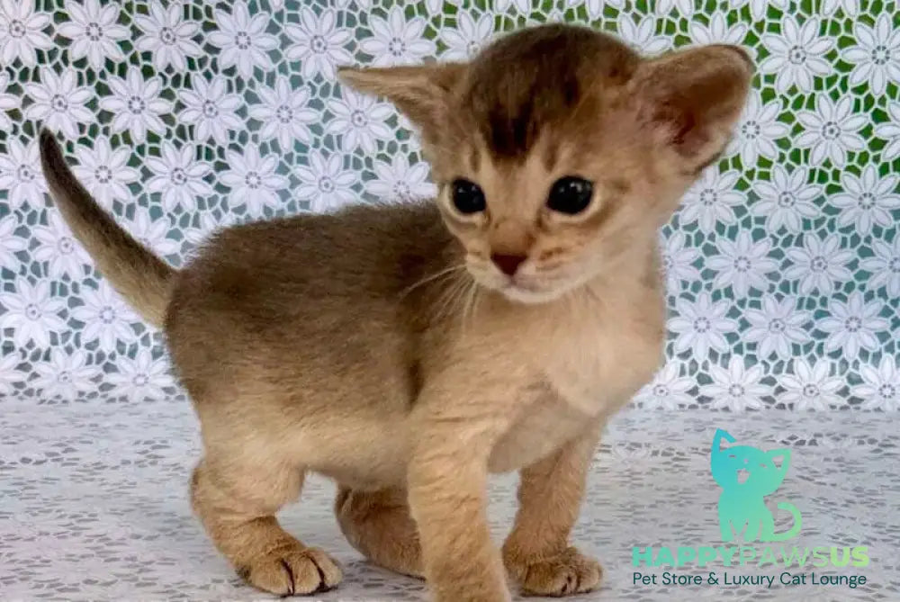 Zhasmin Abyssinian female blue - live animals