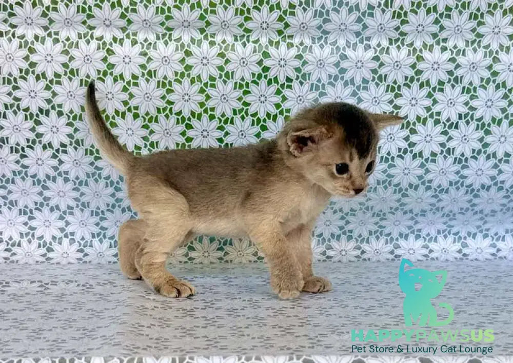 Zhasmin Abyssinian female blue - live animals