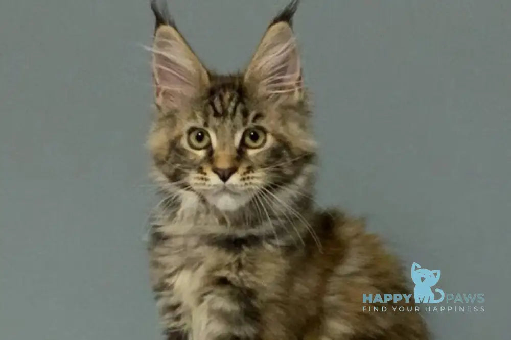 Zheneva Maine Coon female black tortie tabby live animals