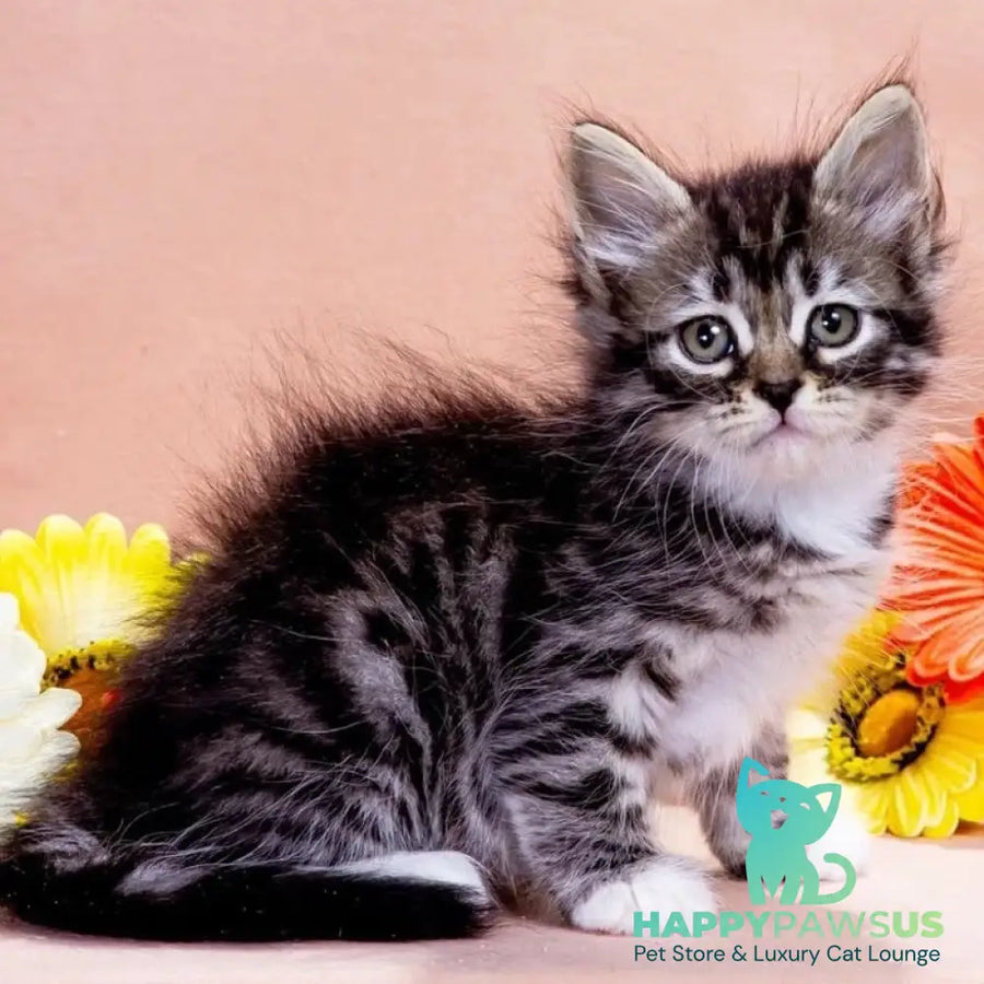 Zhikharka Siberian female black with white spotted tabby - live animals