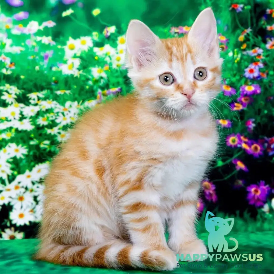 Zhorik Siberian male red spotted tabby - live animals