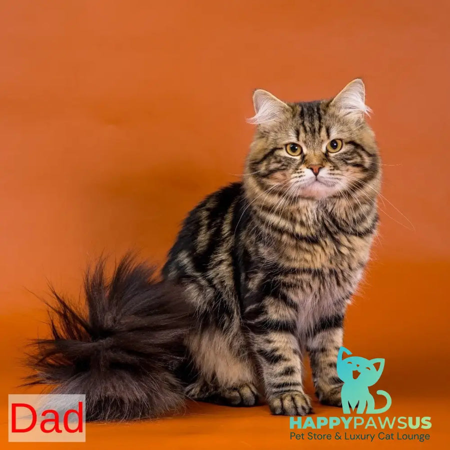 Zhorik Siberian male red spotted tabby - live animals