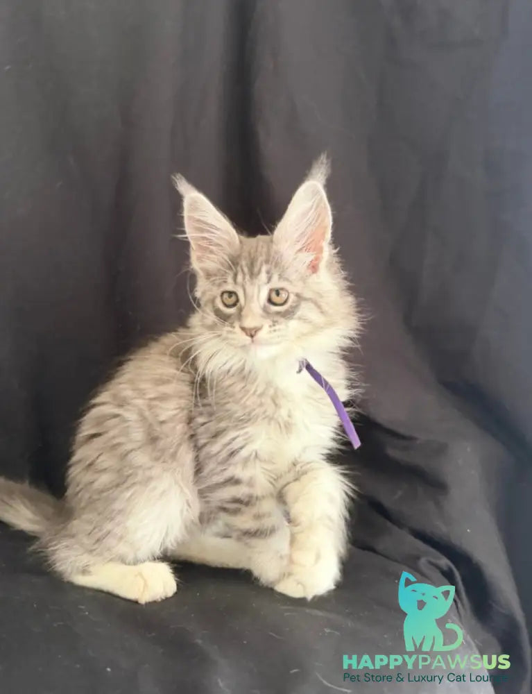 Zibo Maine Coon male blue silver tabby with white - live animals