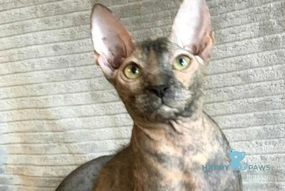 Zidana Don Sphynx female black tortie live animals