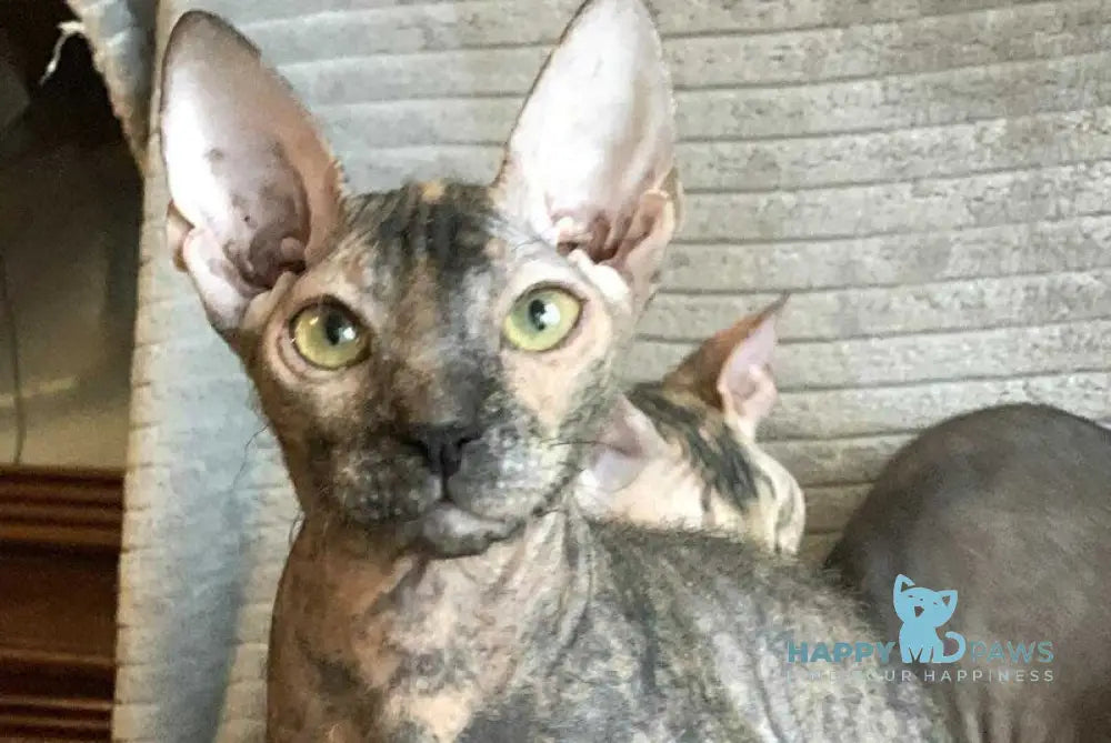 Zidana Don Sphynx female black tortie live animals