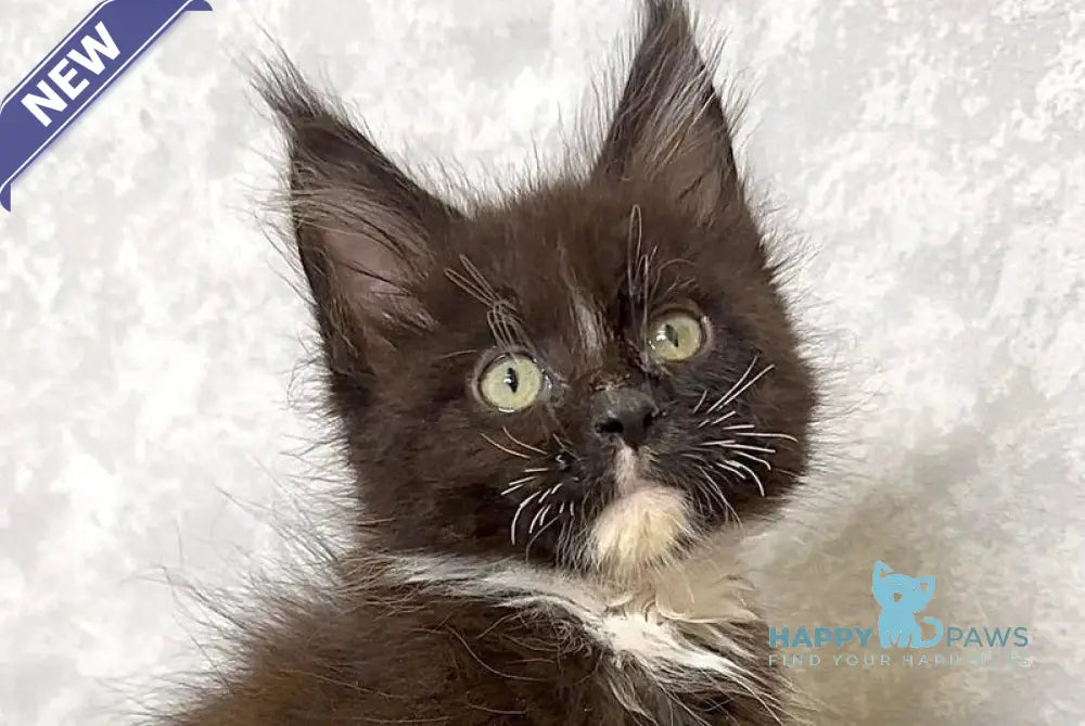 Zidane Maine Coon polydactyl male black with white live animals