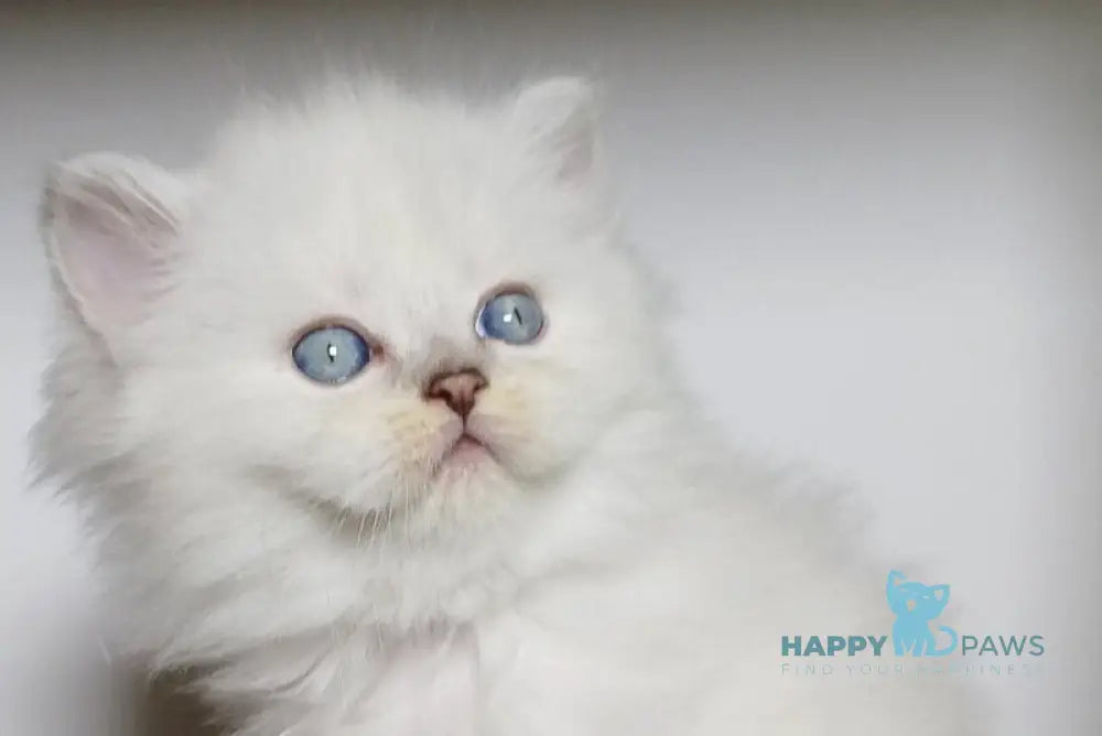 Zidane Scottish Straight male blue silver tabby pointed live animals