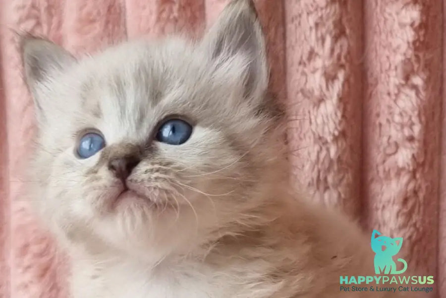 Zigfryd Siberian male seal tabby pointed - live animals