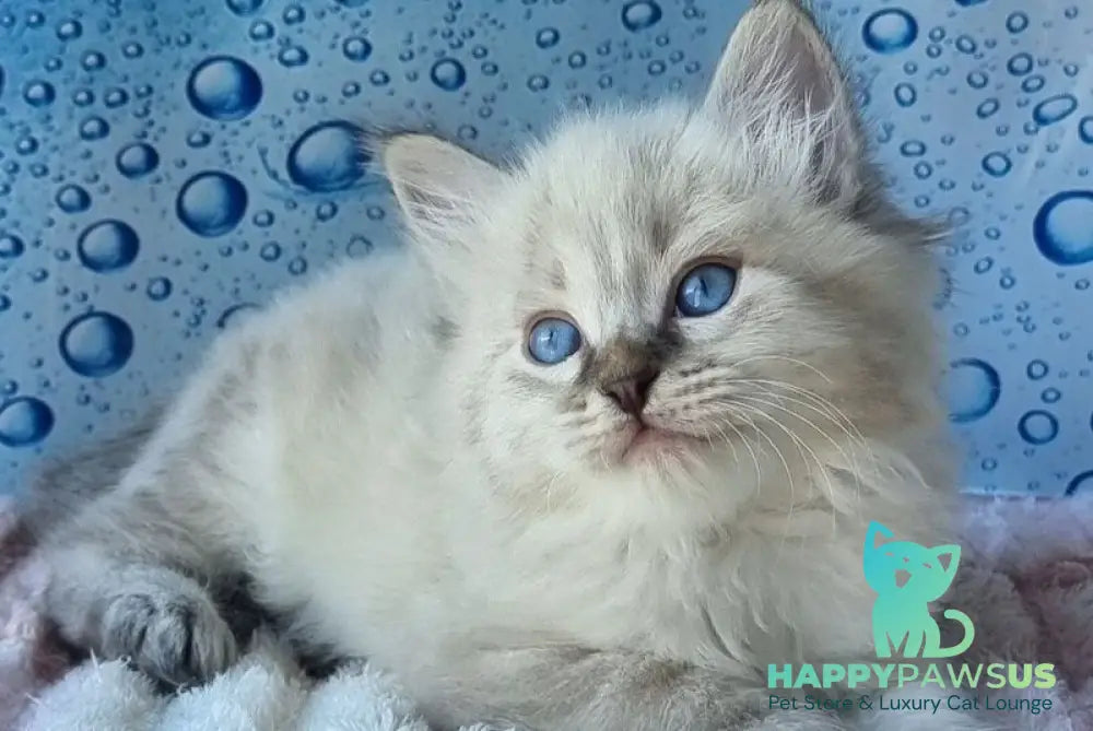 Zigfryd Siberian male seal tabby pointed - live animals