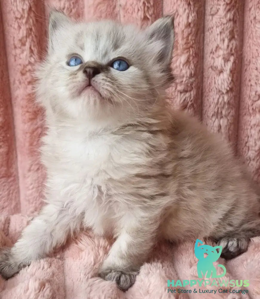 Zigfryd Siberian male seal tabby pointed - live animals