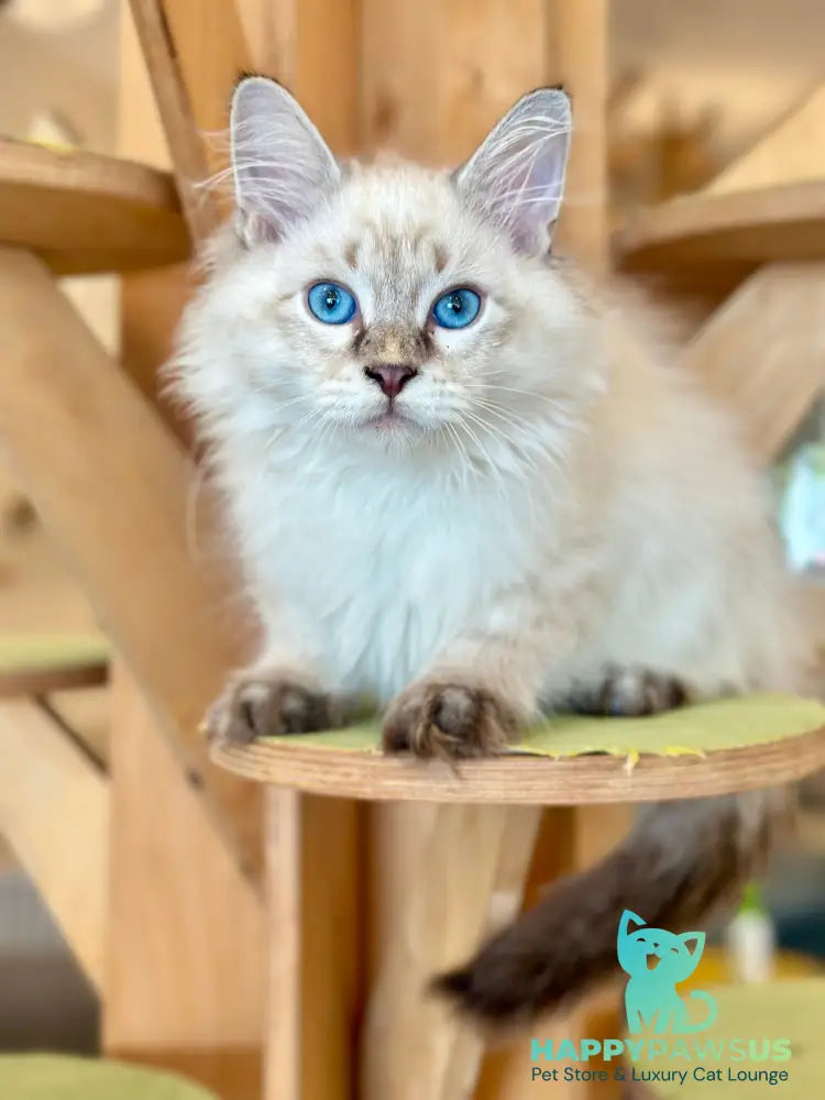 Zigfryd Siberian male seal tabby pointed - live animals