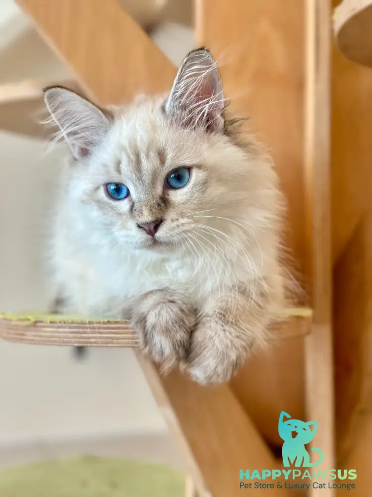 Zigfryd Siberian male seal tabby pointed - live animals