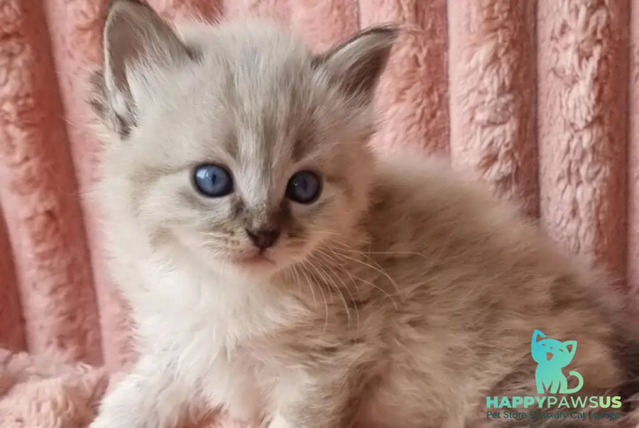 Zigfryd Siberian male seal tabby pointed - live animals