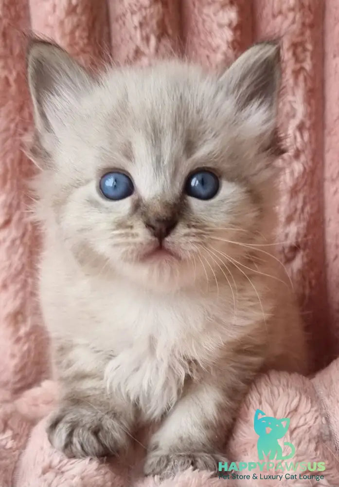 Zigfryd Siberian male seal tabby pointed - live animals