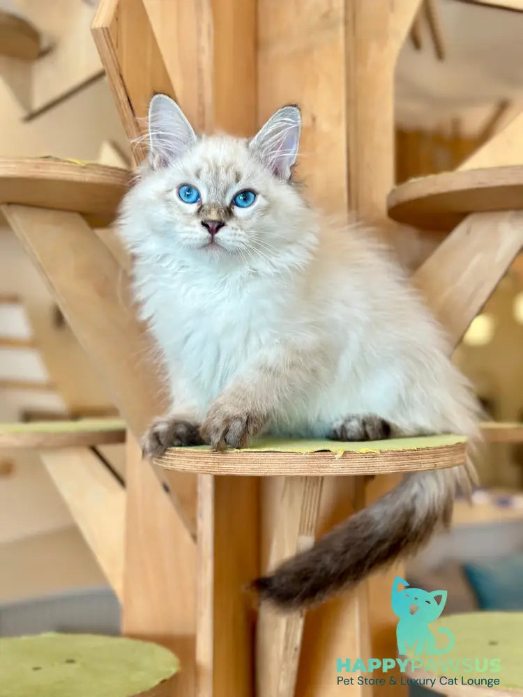 Zigfryd Siberian male seal tabby pointed - live animals