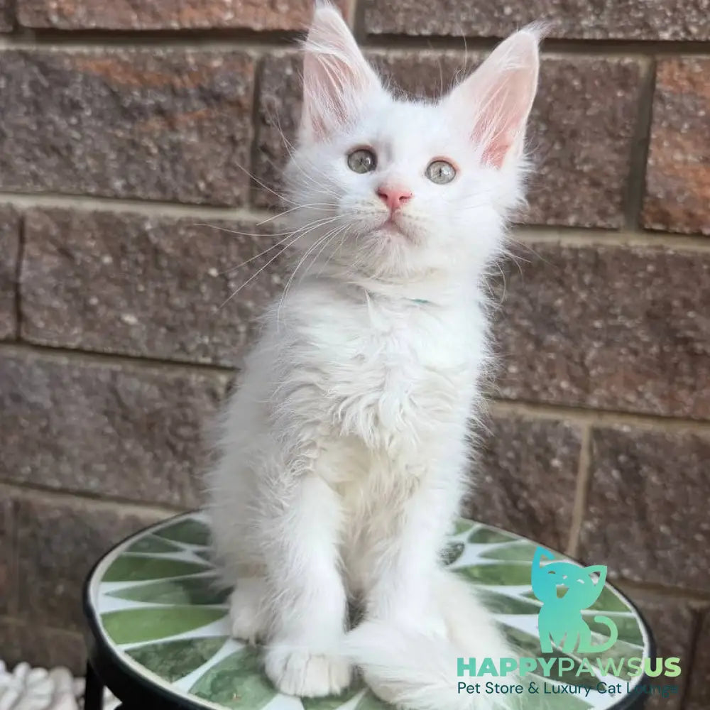 Ziggy Maine Coon male white - live animals