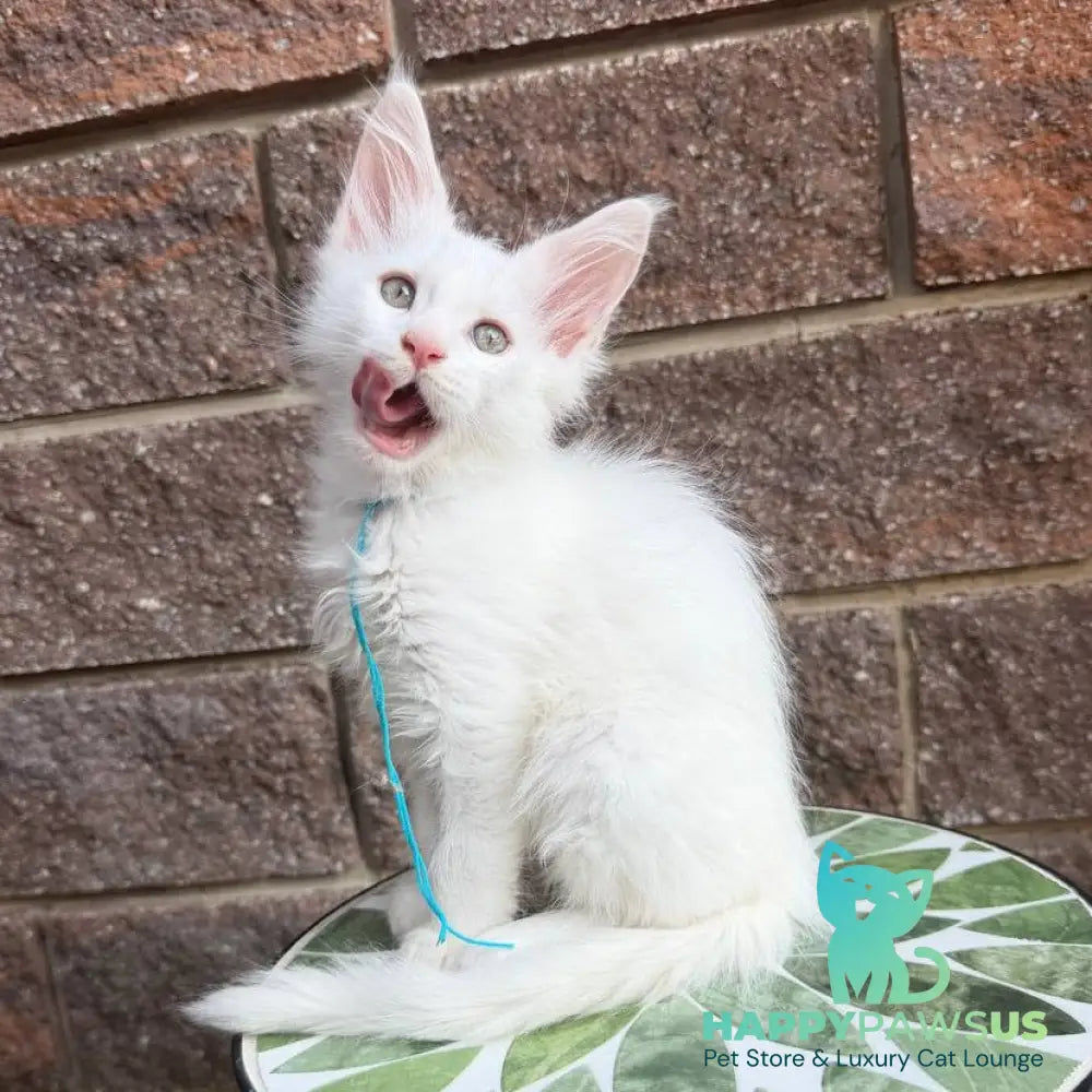 Ziggy Maine Coon male white - live animals