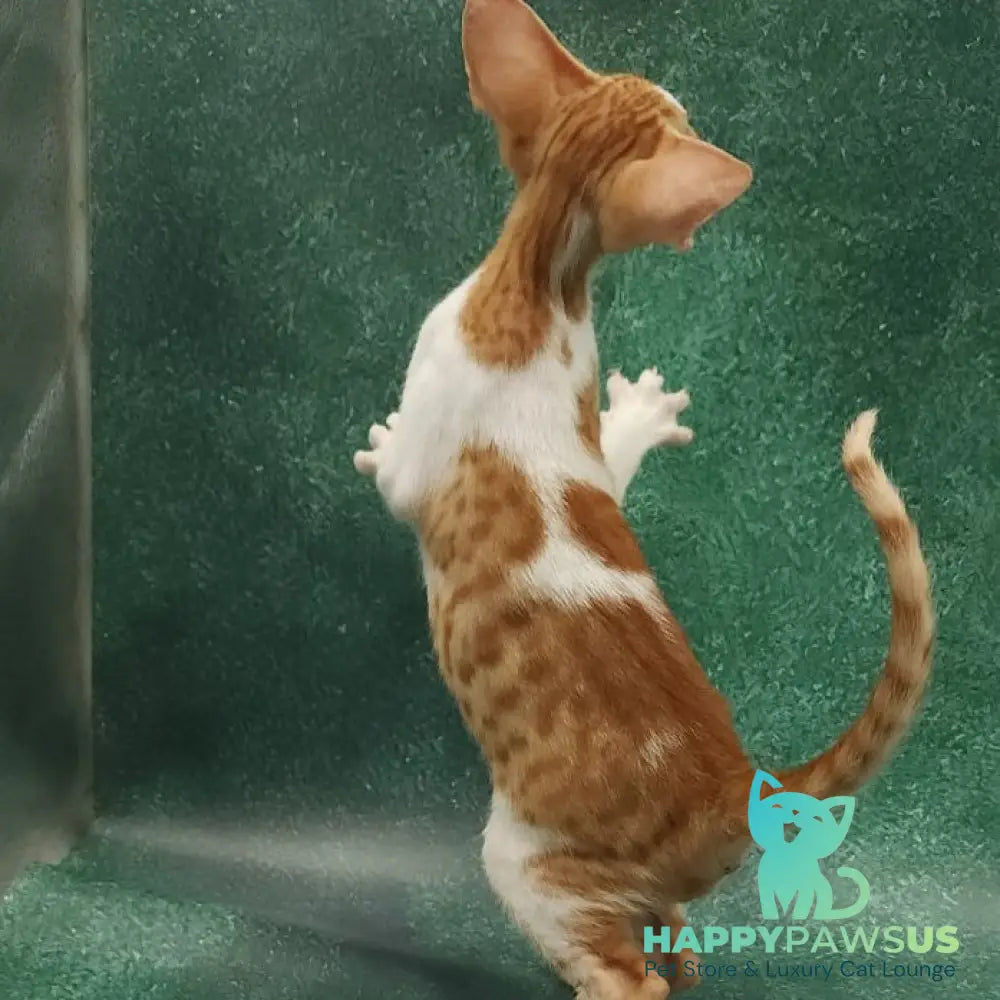 Ziggy Oriental Shorthair male red bicolour spotted tabby - live animals